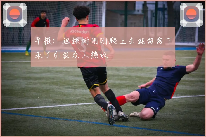 早报：这棵树刚刚爬上去就匆匆下来了引发众人热议